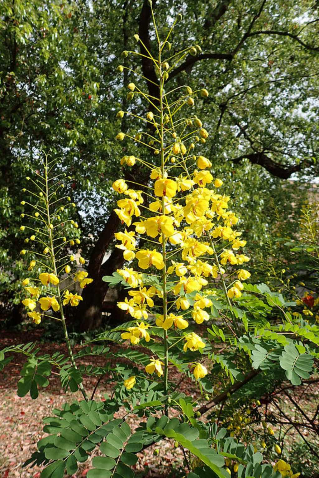 Caesalpinia decapetala (Fabaceae)